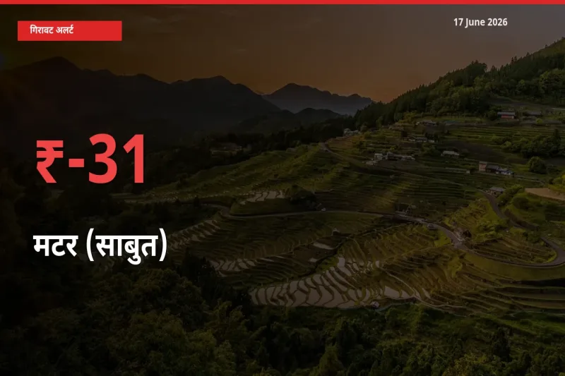17 June अपडेट: मटर (साबुत) के दाम मंडी में 30.77% गिरे