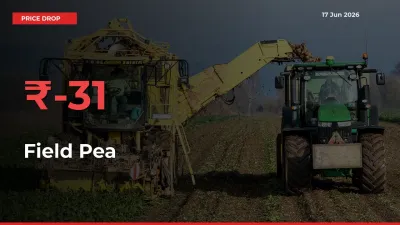 Field Pea Falls 30.77% at Mandis