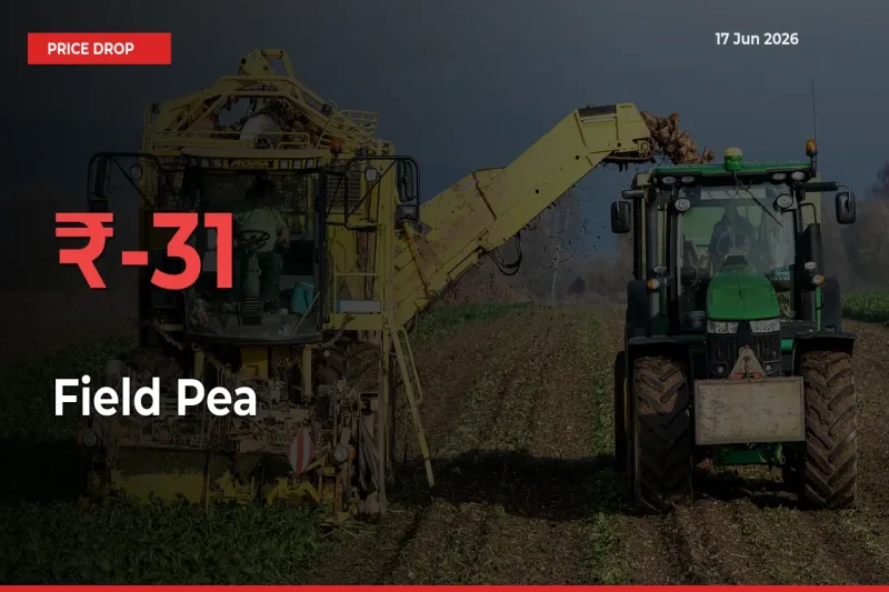 Field Pea Falls 30.77% at Mandis