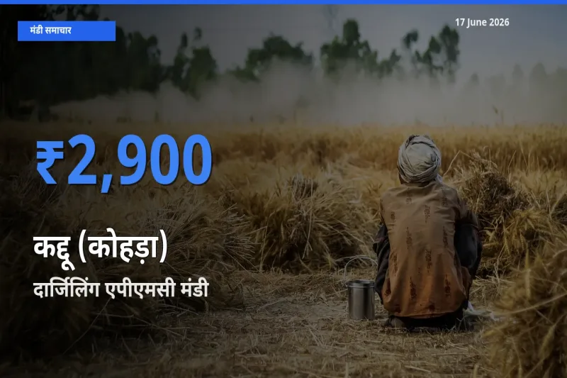 आज कद्दू (कोहड़ा) के सबसे ऊँचे दाम ₹2,900 दार्जिलिंग एपीएमसी मंडी में