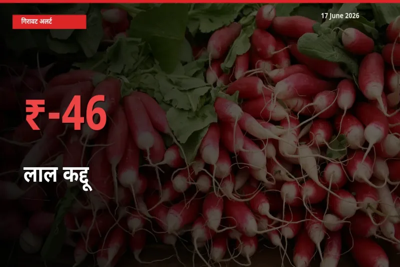 तेज़ गिरावट! मंडी में लाल कद्दू के दाम 46.28% लुढ़के