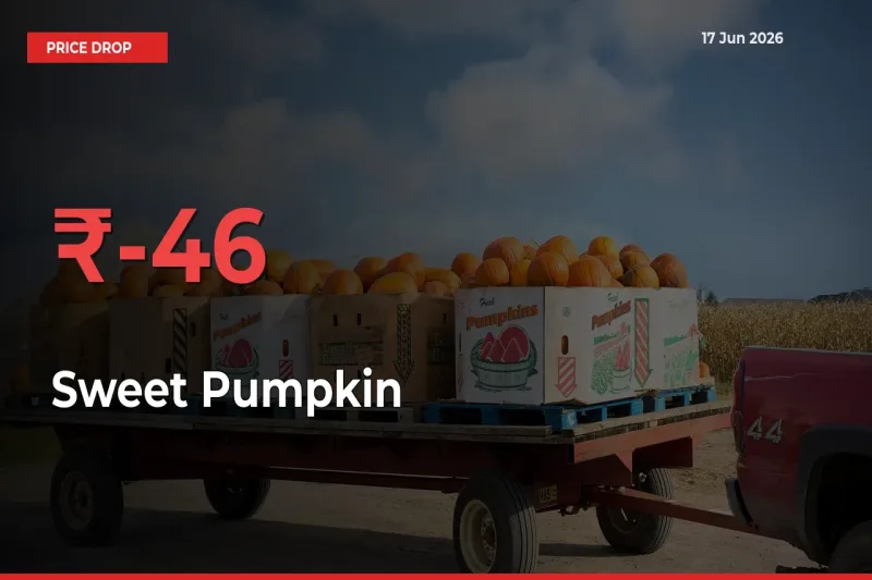 Sudden Shock! Sweet Pumpkin Drops 46.28% in 24 Hours at Top Mandis