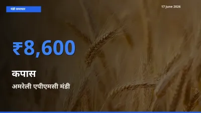 17 June अपडेट: कपास के सबसे ऊँचे दाम अमरेली एपीएमसी मंडी में
