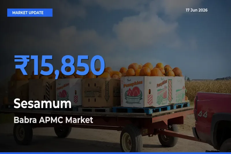Market Watch: Babra APMC Becomes Top Mandi for Sesamum