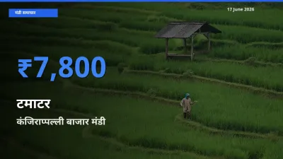 आज टमाटर के सबसे ज़्यादा दाम कंजिराप्पल्ली बाजार मंडी में दर्ज
