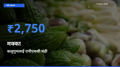 आज मक्का के सबसे ज़्यादा दाम कलुगुमलाई एपीएमसी मंडी में दर्ज