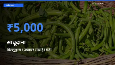 किसानों की पसंद बना विल्लुपुरम (उझावर संधाई), साबूदाना के सबसे अच्छे दाम