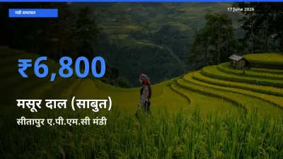 किसानों की पसंद बना सीतापुर ए.पी.एम.सी, मसूर दाल (साबुत) के सबसे अच्छे दाम