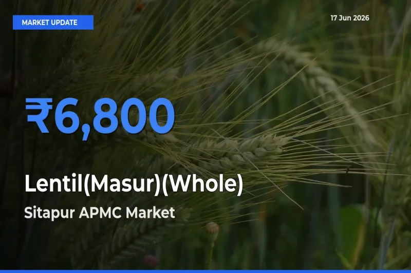 Sitapur APMC Tops Lentil(Masur)(Whole) Mandi Rates Today