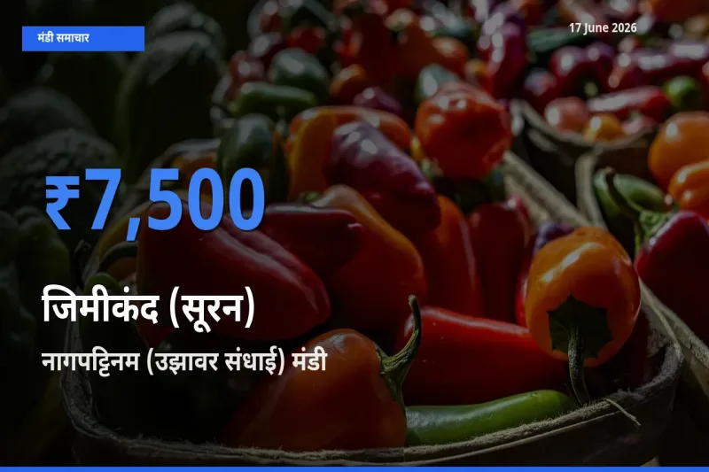 नागपट्टिनम (उझावर संधाई) मंडी में आज जिमीकंद (सूरन) के सबसे ऊँचे दाम दर्ज