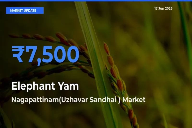 Farmers Prefer Nagapattinam(Uzhavar Sandhai ) as Elephant Yam Hits Highest Rate
