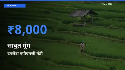 बाज़ार संकेत: उपलेटा एपीएमसी बना साबुत मूंग के लिए आज की टॉप मंडी