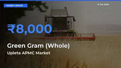 Farmers Prefer Upleta APMC as Green Gram (Whole) Hits Highest Rate