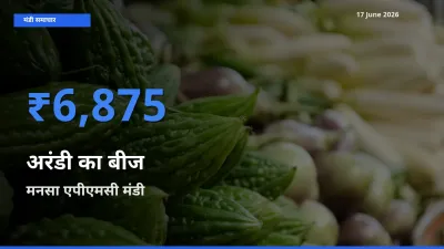 बाज़ार संकेत: मनसा एपीएमसी बना अरंडी का बीज के लिए आज की टॉप मंडी