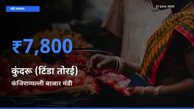 17 June अपडेट: कुंदरू (टिंडा तोरई) के सबसे ऊँचे दाम कंजिराप्पल्ली बाजार मंडी में