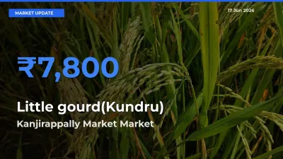 Kanjirappally Market Leads as Top Mandi for Little gourd(Kundru) Prices