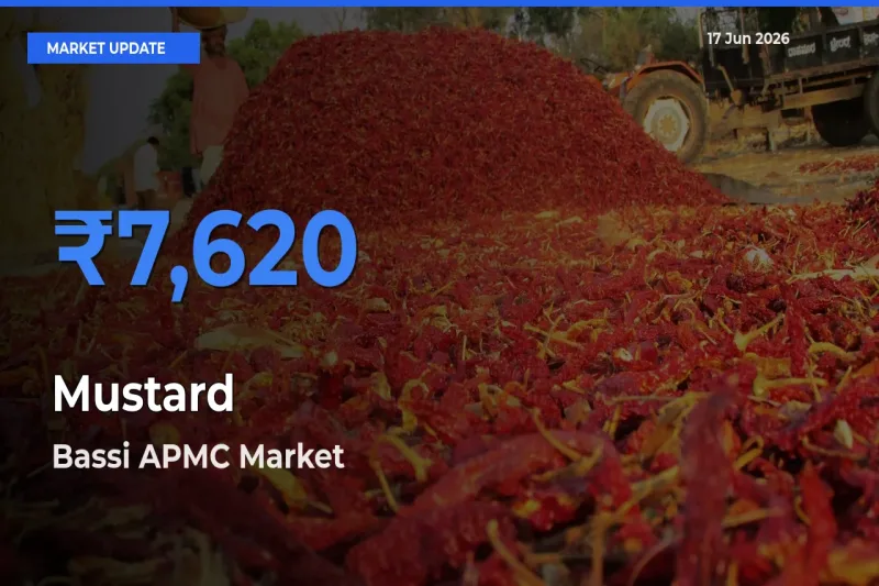 Bassi APMC Emerges as Top Mandi for Mustard Prices Today
