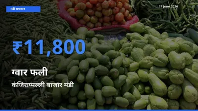 17 June अपडेट: ग्वार फली के सबसे ऊँचे दाम कंजिराप्पल्ली बाजार मंडी में