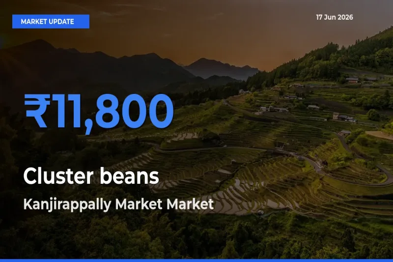 Cluster beans Mandi Rate Today: Kanjirappally Market Tops the List