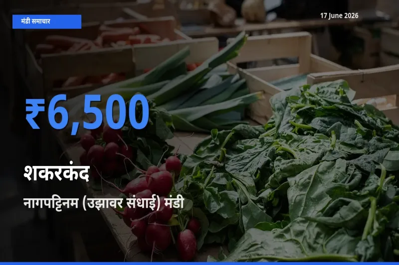 नागपट्टिनम (उझावर संधाई) में शकरकंद का आज सबसे ऊँचा भाव