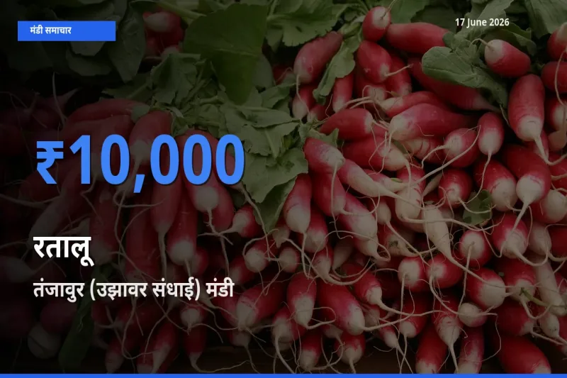 आज रतालू के सबसे ऊँचे दाम ₹10,000 तंजावुर (उझावर संधाई) मंडी में