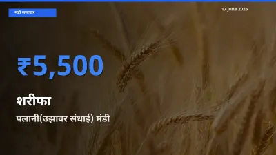 आज का मंडी भाव: शरीफा के सबसे ज़्यादा दाम पलानी(उझावर संधाई) में