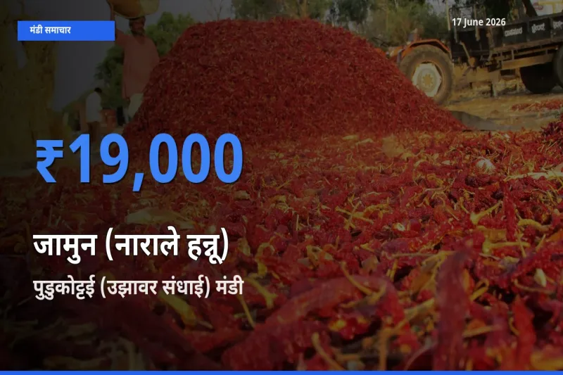 किसानों की पसंद बना पुडुकोट्टई (उझावर संधाई), जामुन (नाराले हन्नू) के सबसे अच्छे दाम