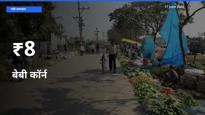 बेबी कॉर्न के दाम कई मंडियों में एक जैसे बदले, बाज़ार में बड़ा ट्रेंड साफ