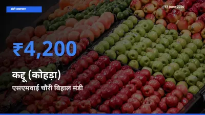 एसएमवाई चौरी बिहाल में कद्दू (कोहड़ा) का आज सबसे ऊँचा भाव