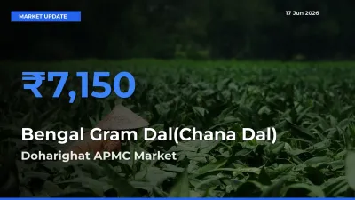 Doharighat APMC Emerges as Top Mandi for Bengal Gram Dal(Chana Dal) Prices Today