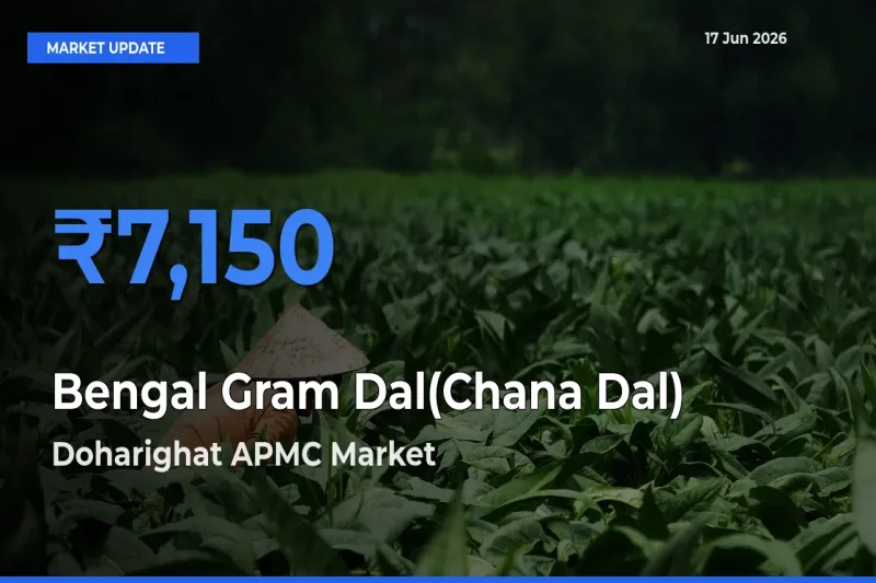 Doharighat APMC Emerges as Top Mandi for Bengal Gram Dal(Chana Dal) Prices Today
