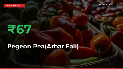 Sudden 67.1% Rally in Pegeon Pea(Arhar Fali) Prices Across Mandis