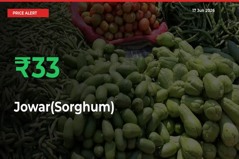 32.98% Spike in Jowar(Sorghum) Prices – Mandi Sees Sudden Rally