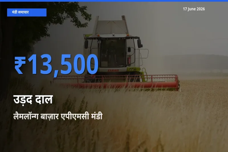 आज उड़द दाल के सबसे ज़्यादा दाम लैमलॉन्ग बाज़ार एपीएमसी मंडी में दर्ज