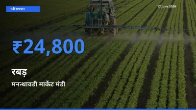 मनन्थावडी मार्केट मंडी में आज रबड़ के सबसे ऊँचे दाम दर्ज