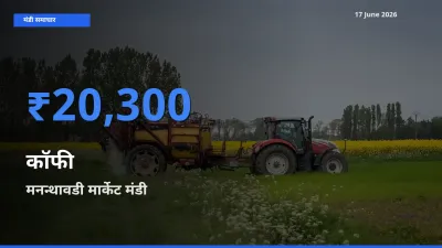 टॉप मंडी बना मनन्थावडी मार्केट! कॉफी के सबसे ऊँचे दाम यहीं दर्ज
