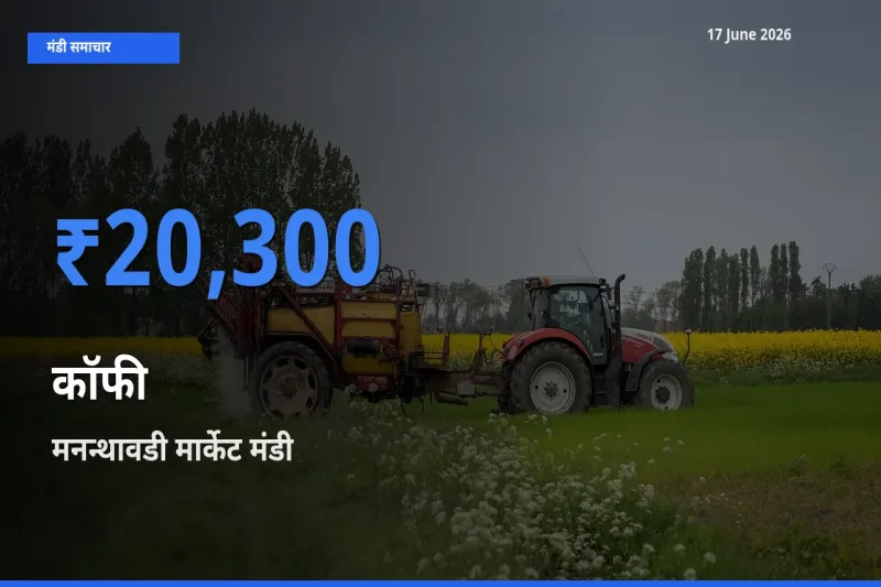 टॉप मंडी बना मनन्थावडी मार्केट! कॉफी के सबसे ऊँचे दाम यहीं दर्ज