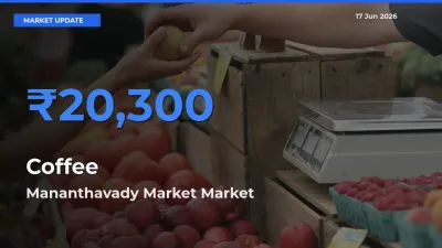 Market Watch: Mananthavady Market Becomes Top Mandi for Coffee