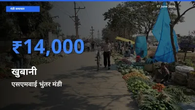 एसएमवाई भुंतर मंडी में खुबानी ₹14,000 पर पहुँचा – आज का सर्वोच्च भाव