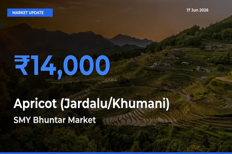 Apricot (Jardalu/Khumani) Mandi Rate Today: SMY Bhuntar Tops the List