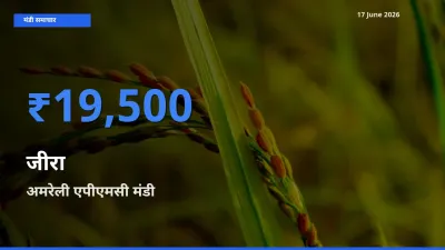 आज का मंडी भाव: जीरा के सबसे ज़्यादा दाम अमरेली एपीएमसी में