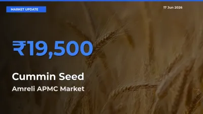 Farmers Prefer Amreli APMC as Cummin Seed Hits Highest Rate