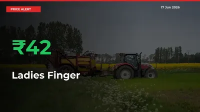 Ladies Finger Prices Rise 42.29% in a Day at Major Mandis