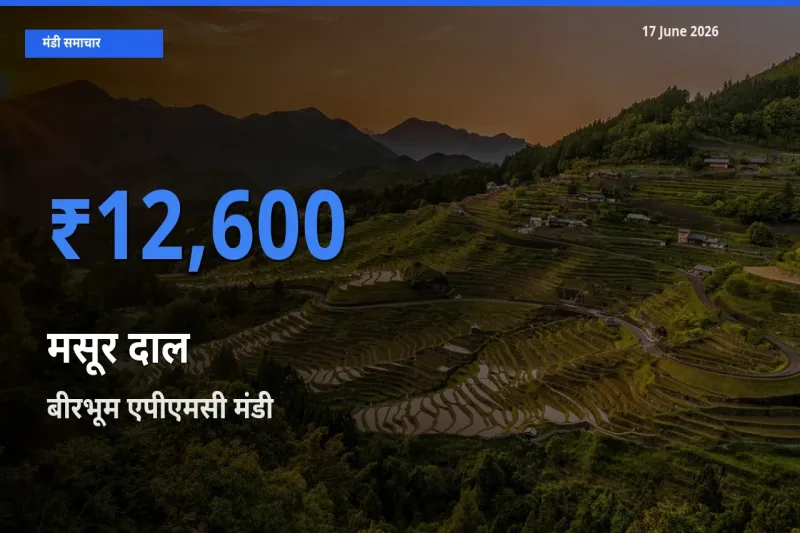 टॉप मंडी बना बीरभूम एपीएमसी! मसूर दाल के सबसे ऊँचे दाम यहीं दर्ज