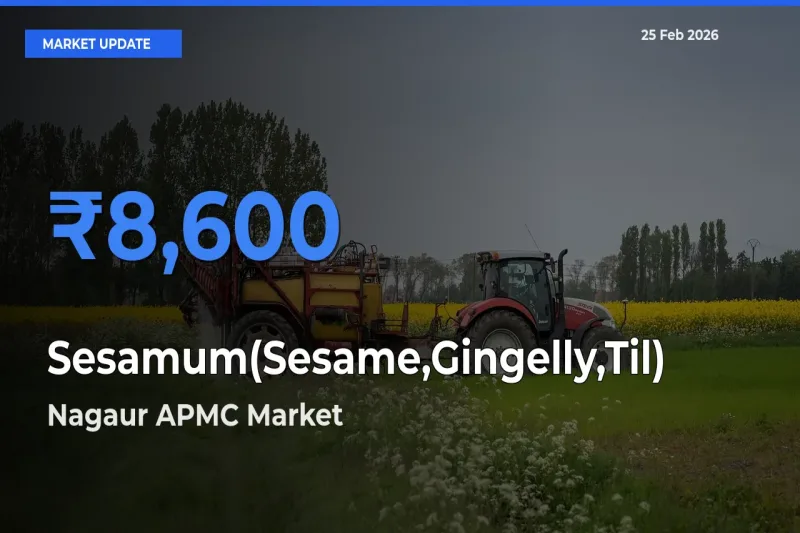 Nagaur APMC Tops Sesamum(Sesame,Gingelly,Til) Mandi Rates Today