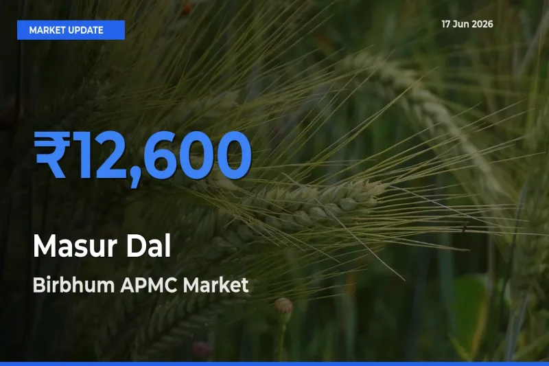 Farmers Prefer Birbhum APMC as Masur Dal Hits Highest Rate