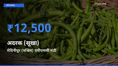 मेदिनीपुर (पश्चिम) एपीएमसी मंडी में अदरक (सूखा) ₹12,500 पर पहुँचा – आज का सर्वोच्च भाव