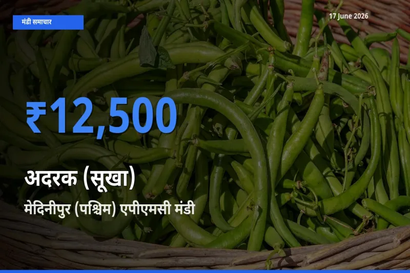 मेदिनीपुर (पश्चिम) एपीएमसी मंडी में अदरक (सूखा) ₹12,500 पर पहुँचा – आज का सर्वोच्च भाव