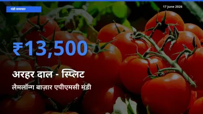 17 June अपडेट: अरहर दाल - स्प्लिट के सबसे ऊँचे दाम लैमलॉन्ग बाज़ार एपीएमसी मंडी में