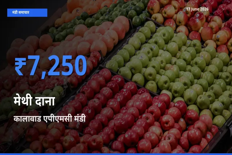किसानों की पसंद बना कालावाड एपीएमसी, मेथी दाना के सबसे अच्छे दाम